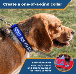 Dog Collar - Personalized with name and phone number contact information